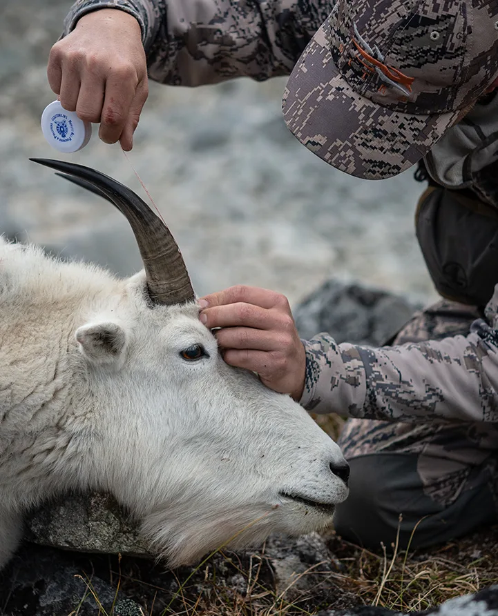 A Krytter booking software mountain goat hunter spending more time in the field